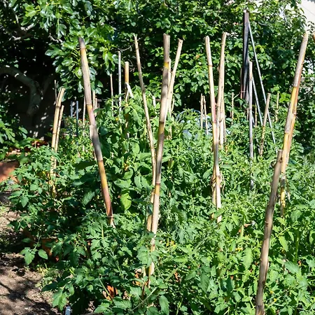 Casa Monica - Roseroom - D *