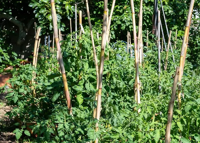 Casa Monica - Roseroom - D *